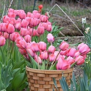 Meet your Posher, Nancy